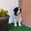 Welpe Rocco sucht sein Heim