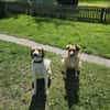 Wilma& Pepples suchen eine Endstelle