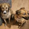 Wilma& Pepples suchen eine Endstelle