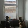 Wilma& Pepples suchen eine Endstelle
