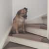 Wilma& Pepples suchen eine Endstelle