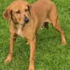 Felicity -Angsthund,lieb und sanft-