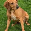 Felicity -Angsthund,lieb und sanft-