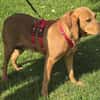 Felicity -Angsthund,lieb und sanft-
