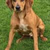 Felicity -Angsthund,lieb und sanft-