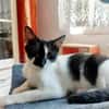 Thea ein Freundliches Katzenmädel