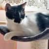 Thea ein Freundliches Katzenmädel
