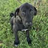 Gadget zauberhafter Hundejunge