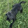 Gadget zauberhafter Hundejunge
