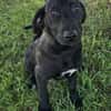Gadget zauberhafter Hundejunge