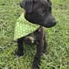 Gadget zauberhafter Hundejunge