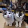 Zeya & Charlie Dreamteam sucht  Familie
