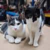 Zeya & Charlie Dreamteam sucht  Familie