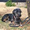 Moro sucht ein Zuhause