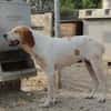 Sienna, geb. ca. 07/2023, 67735 Mehlbach