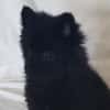 Cho