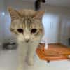 LAYA