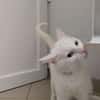 Blanchou