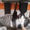 ELVIS