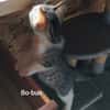 BO-BUN