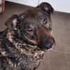 GINO-perfekter Familienhund