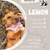Lemon sucht sein Zuhause