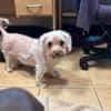 Lotti2 Bologneser Omi sucht zuhause