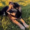 Vivi sucht ein liebevolles Zuhause