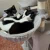 Orion & Luna Dreamteam sucht  Zuhause