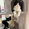 Orion & Luna Dreamteam sucht  Zuhause