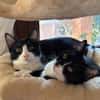 Orion & Luna Dreamteam sucht  Zuhause