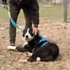 Billy- sucht sein Zuhause