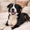 Billy- sucht sein Zuhause