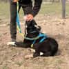 Billy- sucht sein Zuhause
