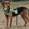 Oreo- menschenbezogener Hund sucht dich