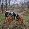 Oreo- menschenbezogener Hund sucht dich