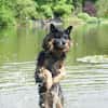 Verschmuster Bruno sucht sein Zuhause