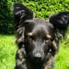 Traumhund für Hütehund-Liebhaber