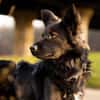 Traumhund für Hütehund-Liebhaber