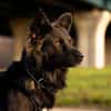 Traumhund für Hütehund-Liebhaber