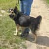 Liebenswerter Rex