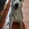 Kelly sucht ein liebevolles zu Hause