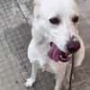 Kelly sucht ein liebevolles zu Hause