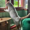 Sehr lieber Schmusekater sucht Zuhause