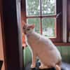 Sehr lieber Schmusekater sucht Zuhause