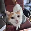 Sehr lieber Schmusekater sucht Zuhause