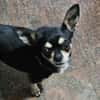 Chica 8 sucht /Zuhause