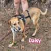 Daisy - treu und menschenbezogen