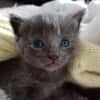 TOM
