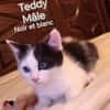 TEDDY